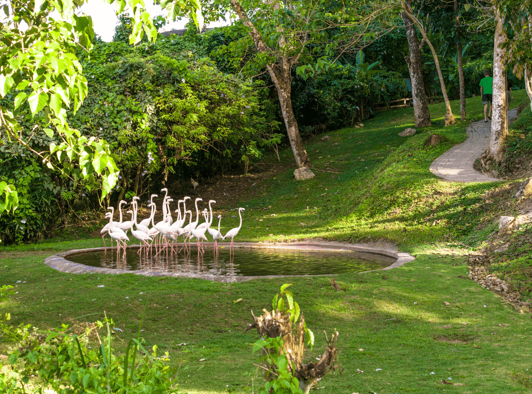 Cebu Safari Adventure