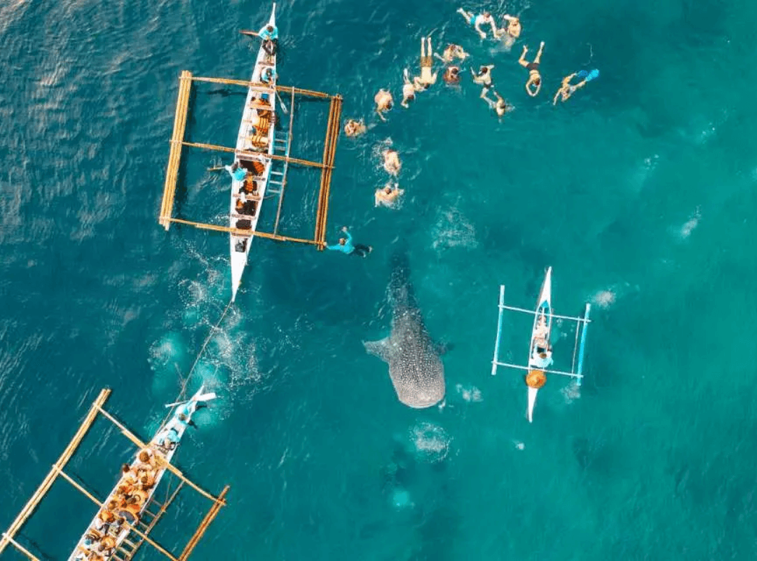 Oslob + Moalboal Day Tour